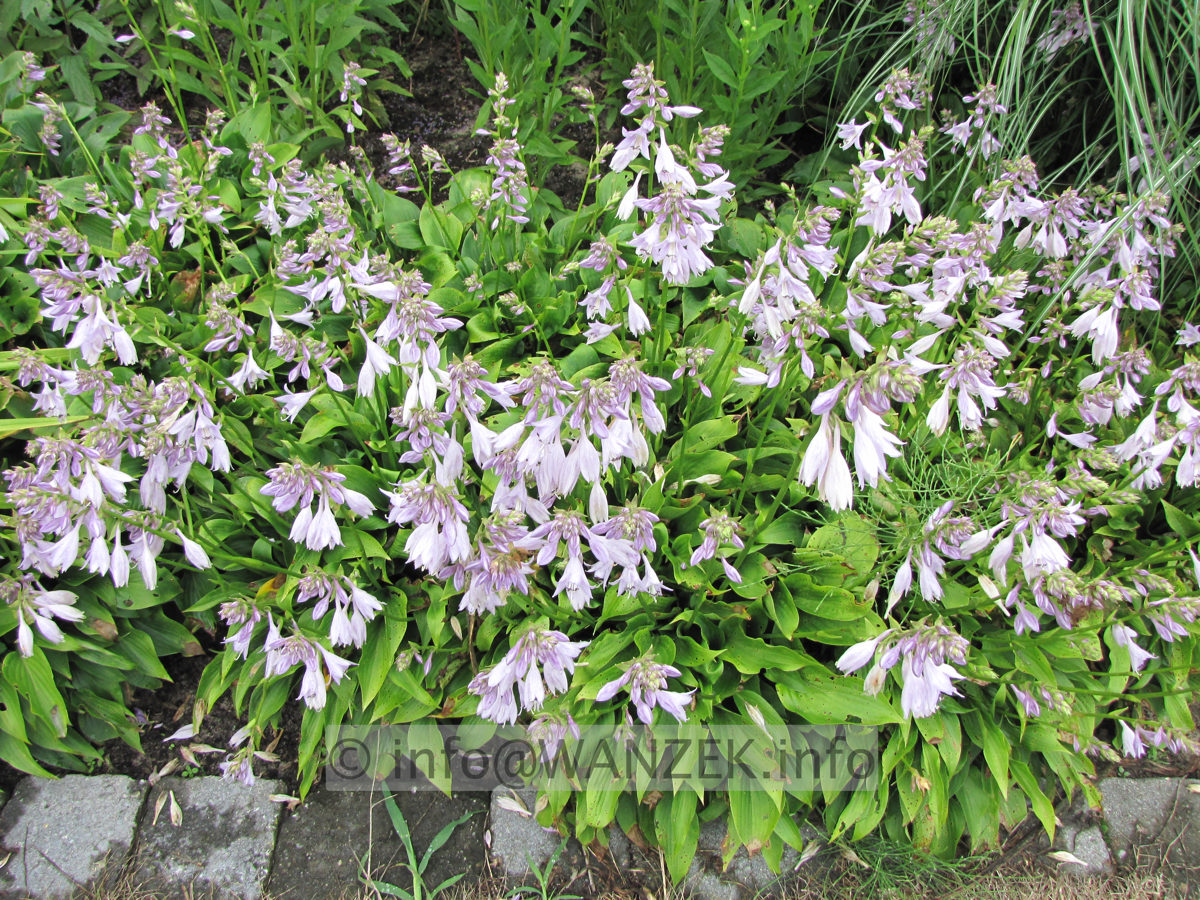 Hosta ventricosa Compacta Nana flaechig bluehend 01.JPG